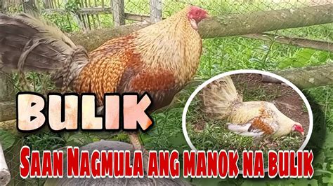 bulik na manok meaning|Bulik Meaning .